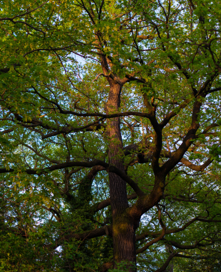 Looking up into a green tree canopy