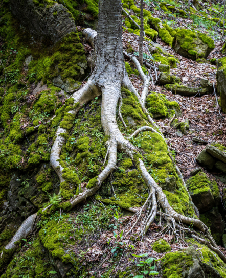 Tree roots spreading over green moss