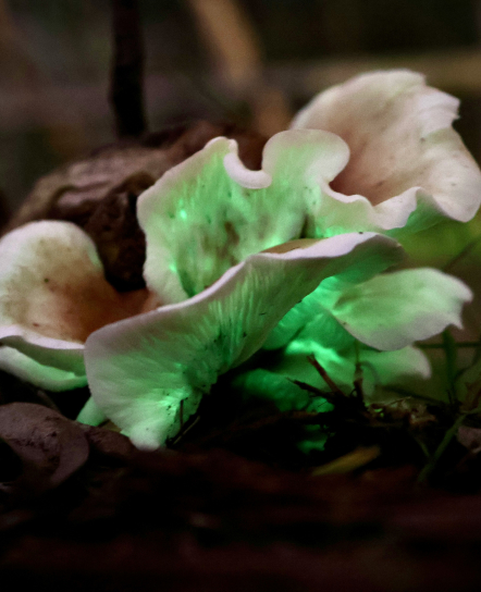 Glowing green fungi in the dark