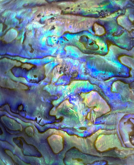 Iridescent blue and green abalone shell
