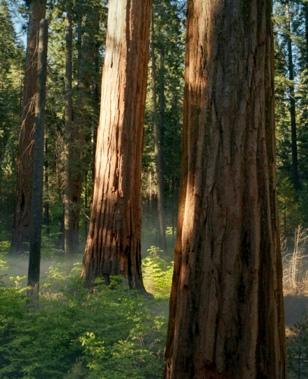Tall redwood trees in a forest