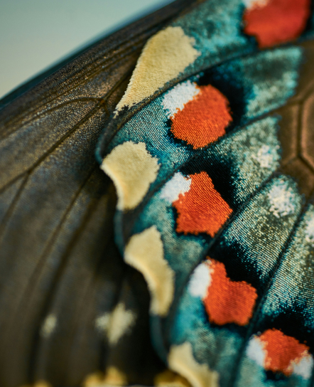 Macro view of colourful butterfly wing scales