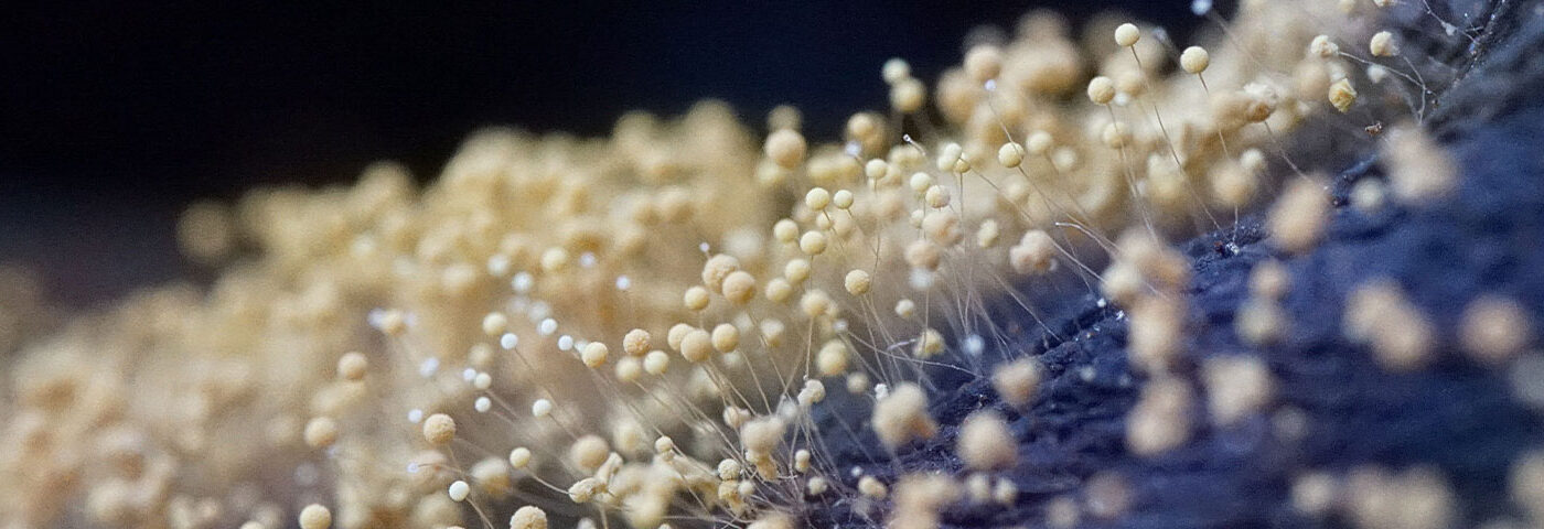 Macro view of tiny pearl-like beads on a golden surface