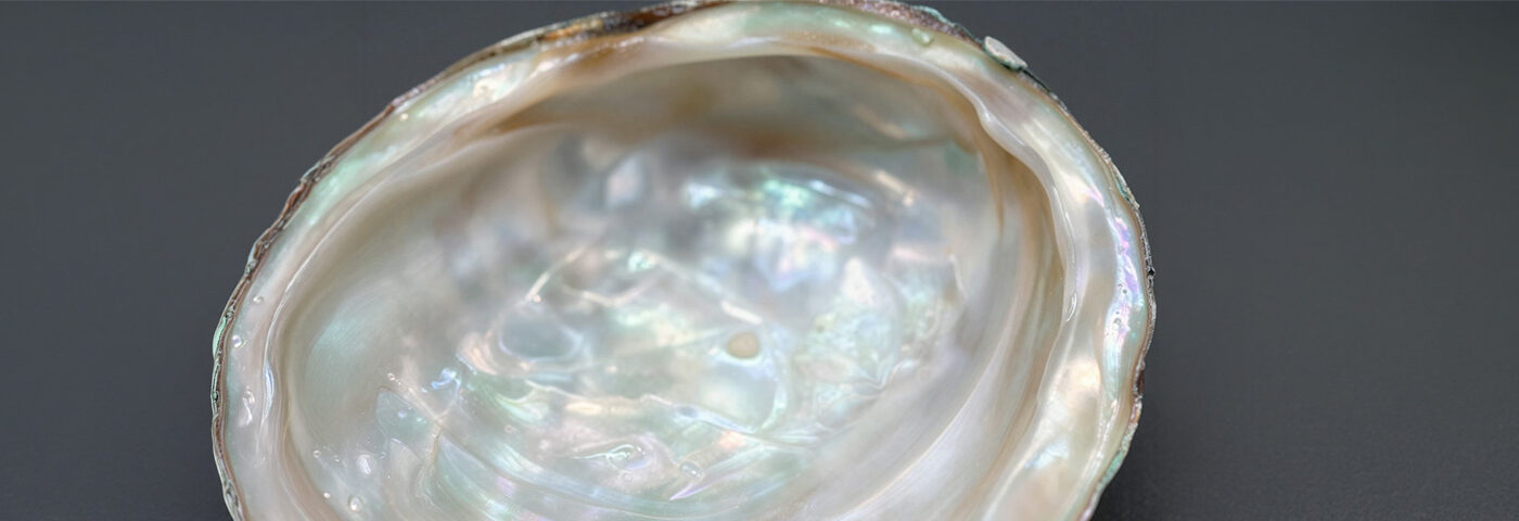 Iridescent mother of pearl inside a shell
