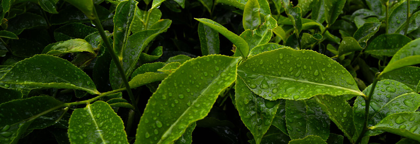 Close-up of fresh green tea leaves