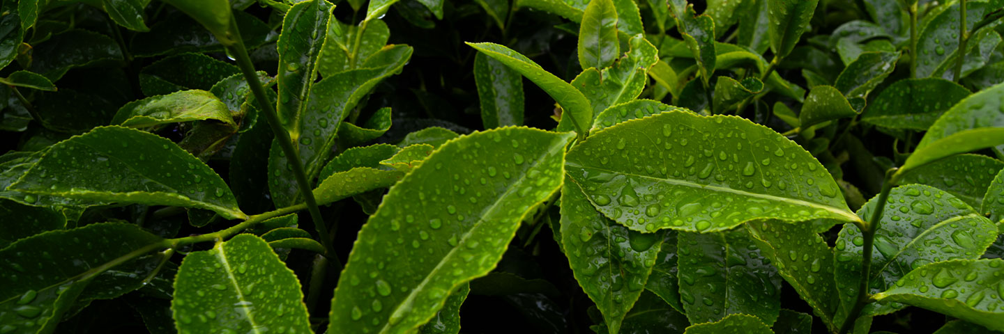 Close-up of fresh green tea leaves