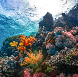 Colourful coral reef under clear water