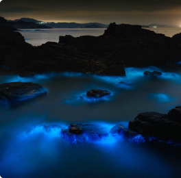 Bioluminescent waves on a beach at night