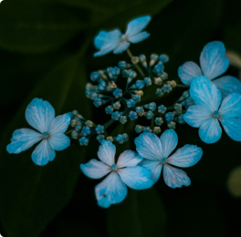Blue hydrangea flowers against a dark background