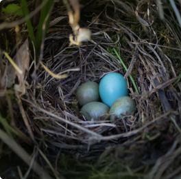 Bird's nest with blue eggs