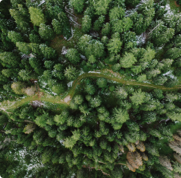 Aerial view of a dense green pine forest