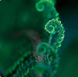 Green fern frond unfurling in the dark