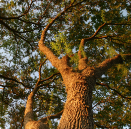Tree branches with orange bark in a forest