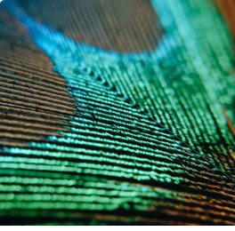 Close-up of a teal peacock feather