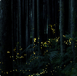 Dark forest at night lit by tiny glowing fireflies
