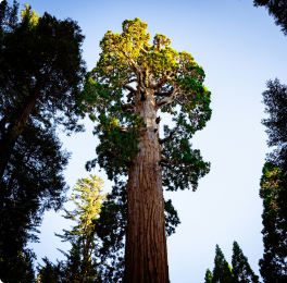 Giant tree viewed from below against a blue sky