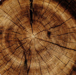 Cross-section of a tree trunk showing its growth rings