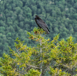 Black raven perched on a tree branch