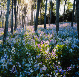 Forest floor covered in bluebells and wildflowers