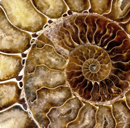 Close-up of a spiral ammonite fossil