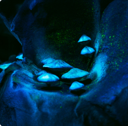 Glowing blue mushrooms in a dark forest