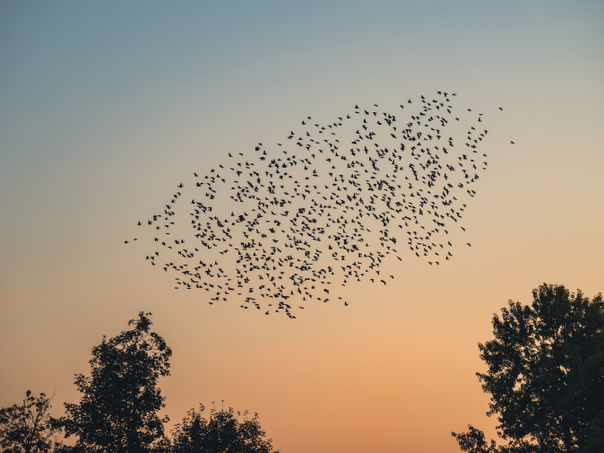 Flock of birds moving together across a pale sky