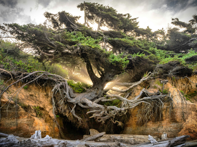 Twisted tree growing over a rocky cliff
