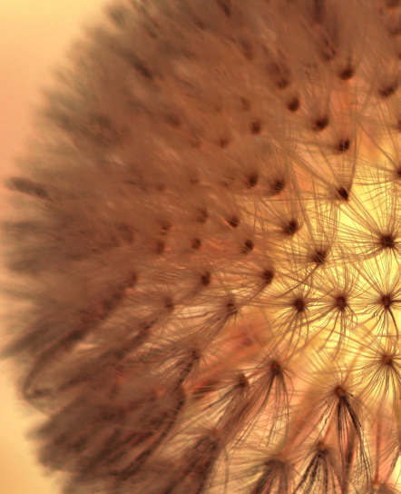 Macro view of an orange coral texture