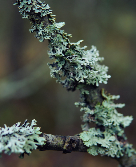Close-up of lichen growing on a branch