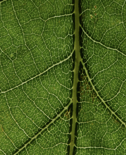 Close-up of the veins on a green leaf