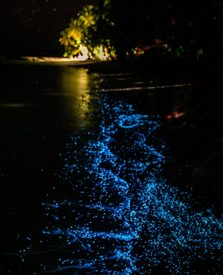 Bioluminescent blue light on dark water at night